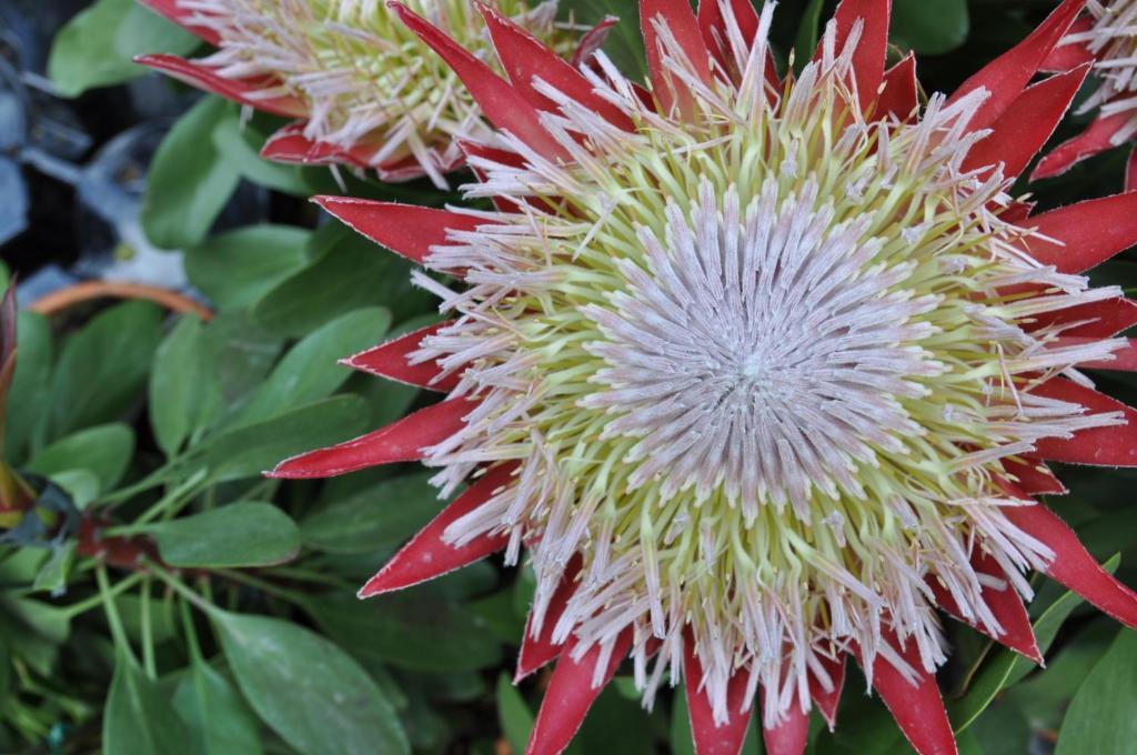 Il Mandorlo B&B Floransa Dış mekan fotoğraf